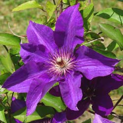 Clematis 'The President'